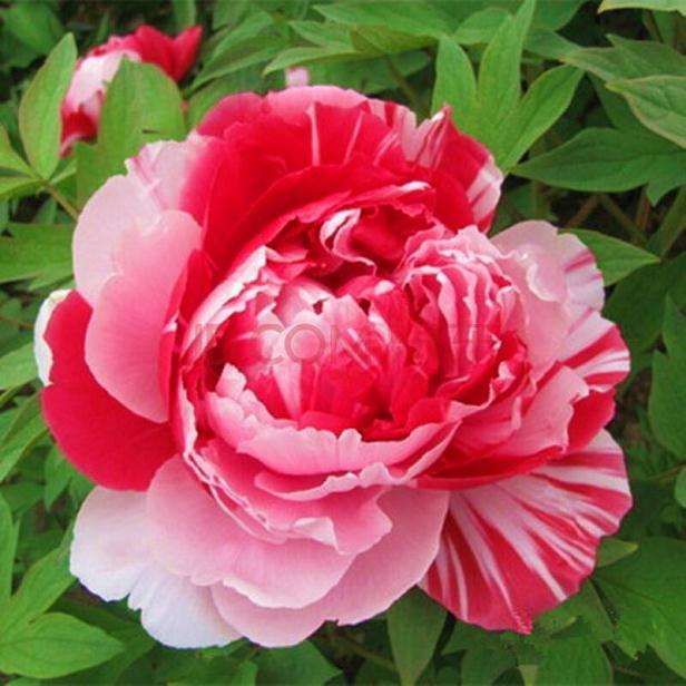 种植牡丹盆栽有哪4个用途