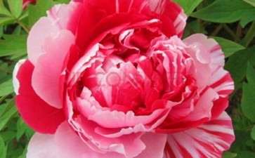 种植牡丹盆栽有哪4个用途