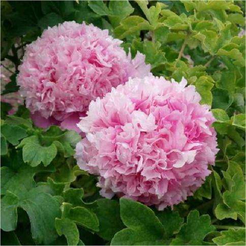 制作牡丹盆栽需要什么场地及设施