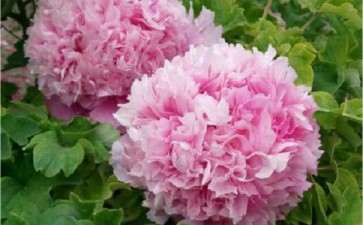 制作牡丹盆栽需要什么场地及设施