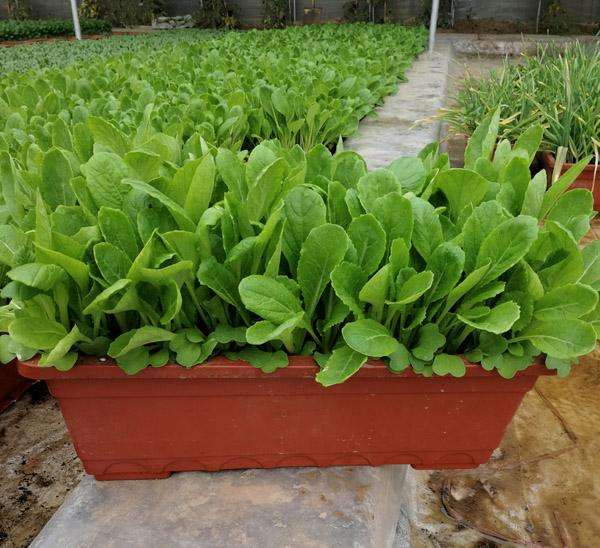 为什么盆栽蔬菜使用范围有这4个方面