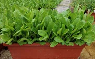 为什么盆栽蔬菜使用范围有这4个方面