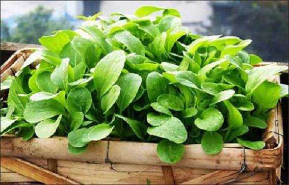 生产盆栽蔬菜要哪3个准备工作