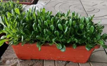 建设观光园的盆栽蔬菜怎么选择