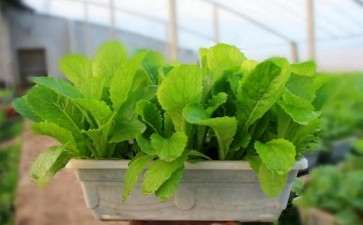 蔬菜盆栽材料怎么选择定植容器的方法