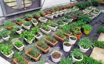 盆栽蔬菜成品怎么定植的方法