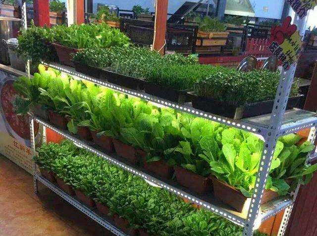 盆栽蔬菜怎么病虫害防治的方法