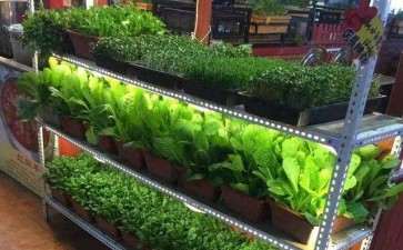 盆栽蔬菜怎么病虫害防治的5个方法