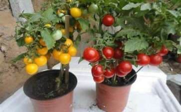 盆栽蔬菜怎么修剪整形的方法