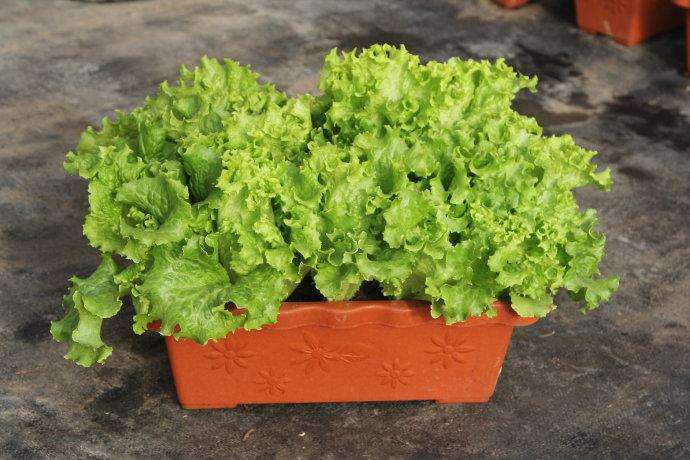 盆栽蔬菜怎么运输的方法