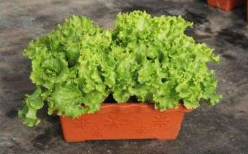 盆栽蔬菜怎么运输的方法