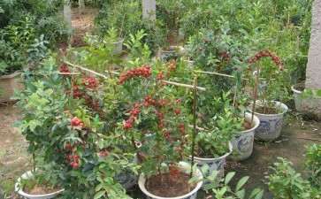 钙果盆栽怎么肥水管理的方法 图片