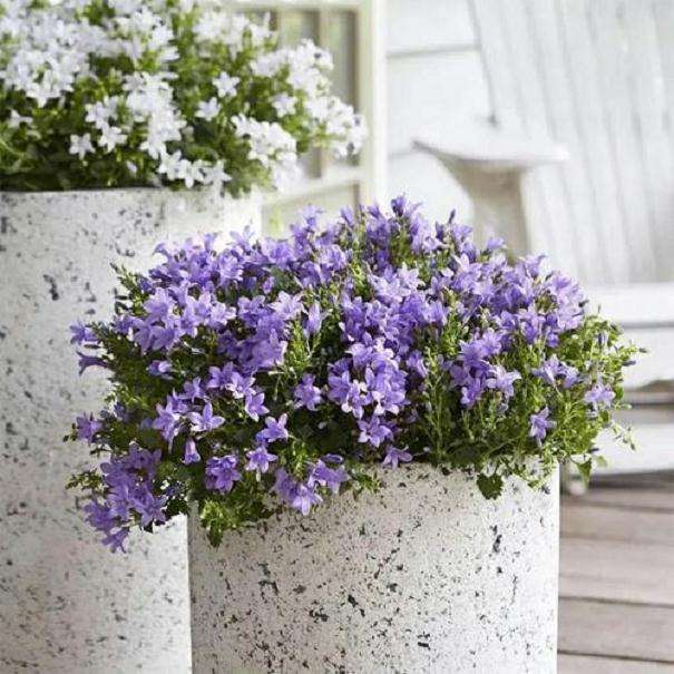 盆栽丹麦风铃草怎么肥水管理