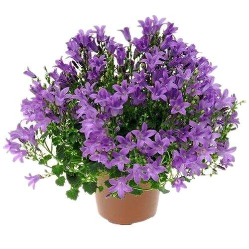 盆栽丹麦风铃草花期怎么调控