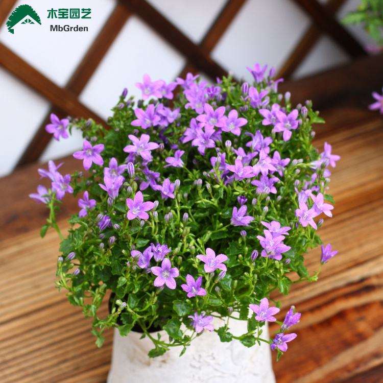 盆栽丹麦风铃草花期怎么调控