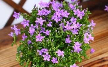 盆栽丹麦风铃草花期怎么调控的3个技术