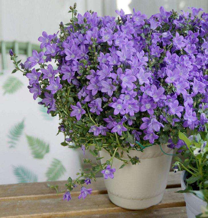 盆栽丹麦风铃草怎么病虫害防治的方法