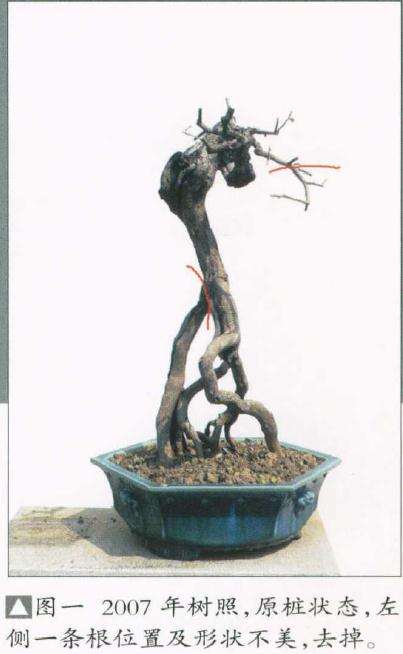 图解 盆景怎么先放养后作构的方法