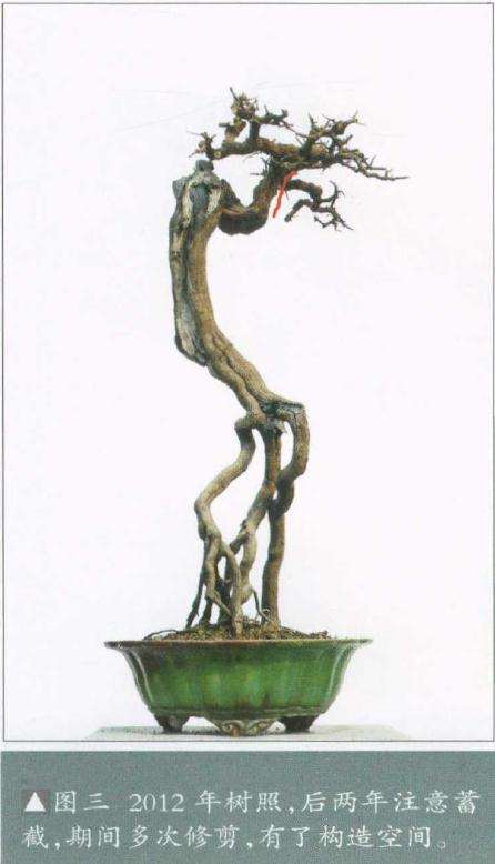 图解 盆景怎么先放养后作构的方法