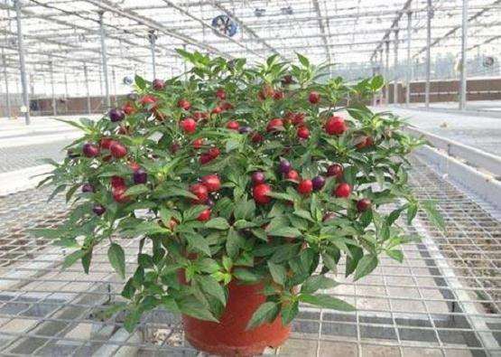 盆栽观赏辣椒品种比较试验