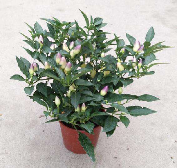 盆栽观赏辣椒品种比较试验