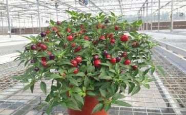 盆栽观赏辣椒品种比较试验