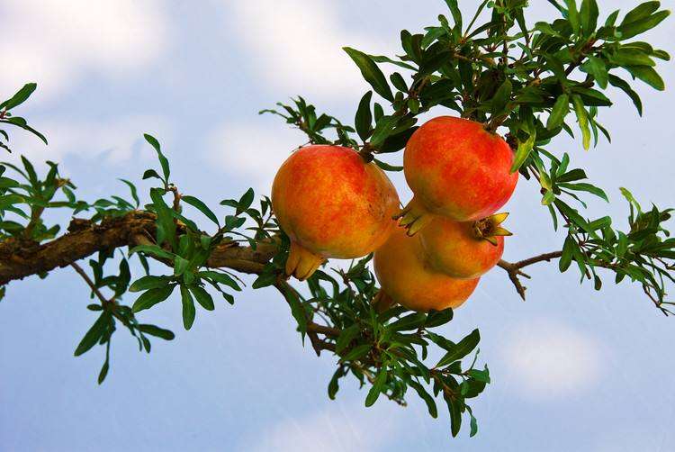 果树盆栽怎么防止落花落果