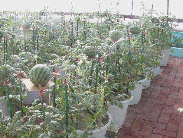 盆栽拇指西瓜怎么无土栽培5个技术