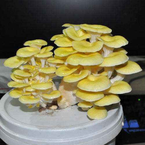 盆栽食用菌景观在室内空间的设计艺术