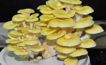 盆栽食用菌景观在室内空间的设计艺术