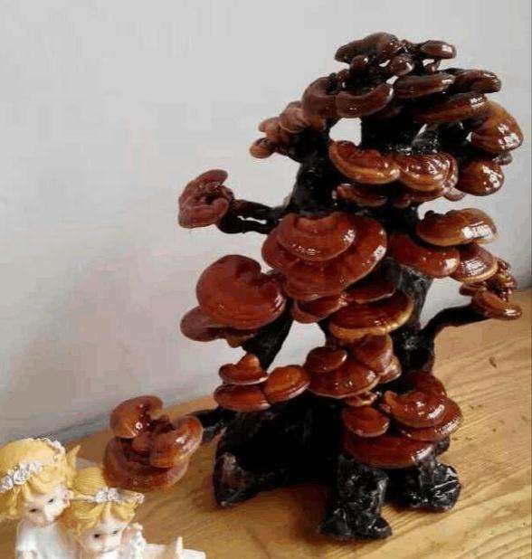 盆栽食用菌景观怎么室内设计