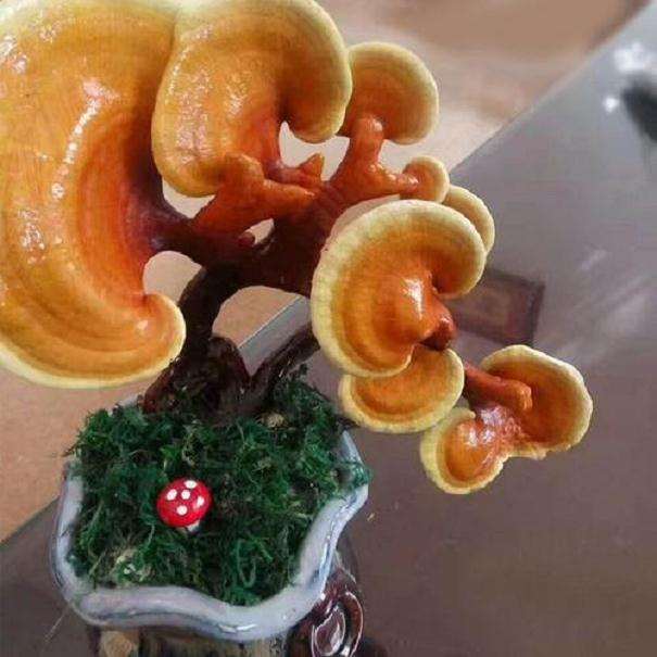 盆栽食用菌景观怎么室内设计