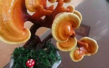 盆栽食用菌景观怎么室内设计的3个方法