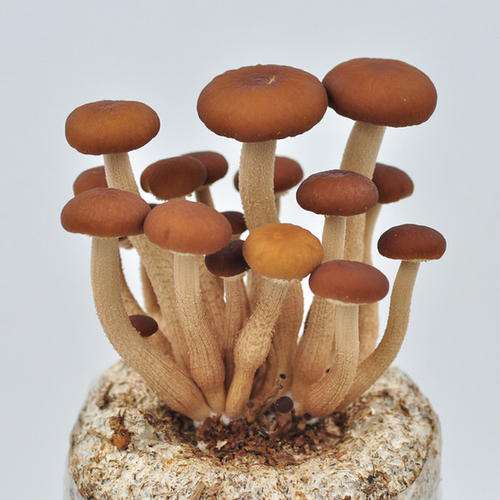 食用菌盆栽景观空间怎么封闭设计