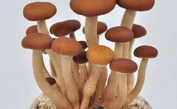 食用菌盆栽景观空间怎么封闭设计