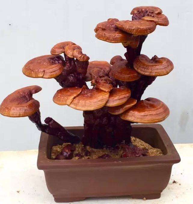 盆栽食用菌在园林景观设计中的应用价值