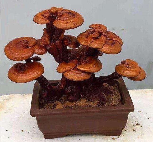 盆栽食用菌在园林景观设计中的应用价值