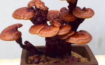 盆栽食用菌在园林景观设计中的应用价值