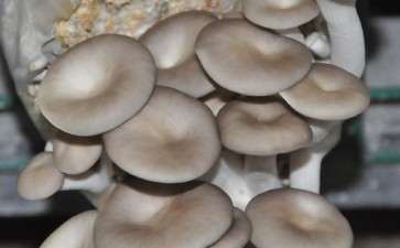 食用菌盆栽园林景观设计2个原则