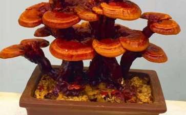 盆栽食用菌园林景观怎么设计的5个内容