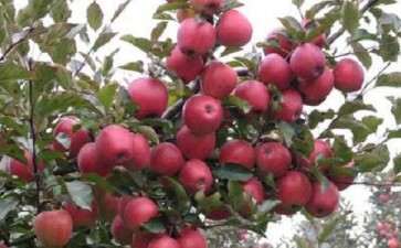 盆栽苹果怎么管理3个技术