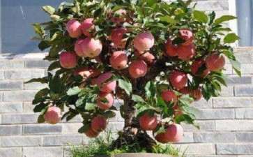 果树盆栽怎么温度光照的管理