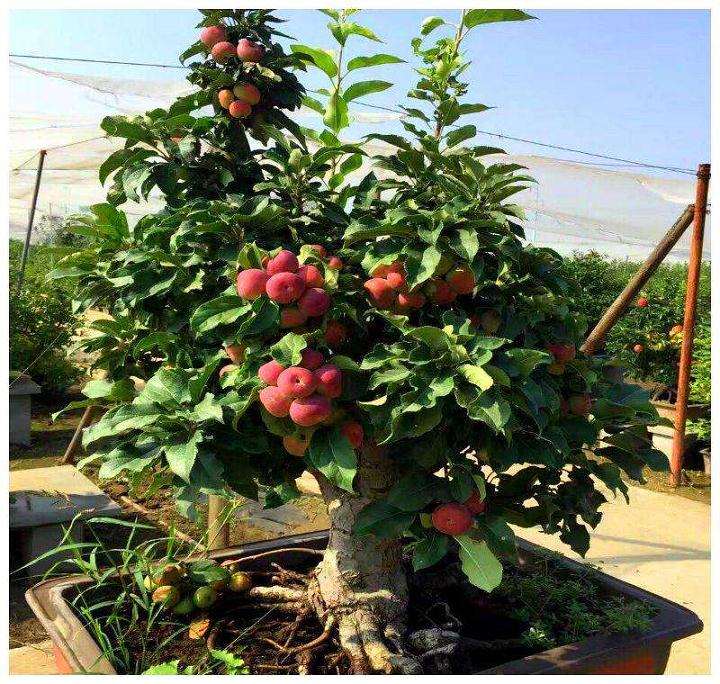 苹果盆栽怎么施肥浇水的方法