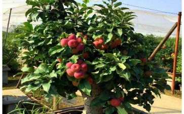 苹果盆栽怎么施肥浇水的方法
