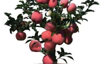 盆栽苹果落叶病怎么防治的方法