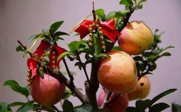 盆栽苹果休眠期怎么管理的方法