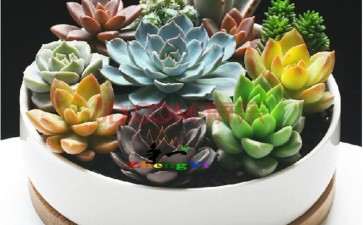 组合盆栽盆器装饰物怎么选择的方法