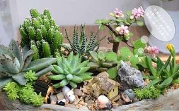 组合盆栽怎么日常养护的5个方法