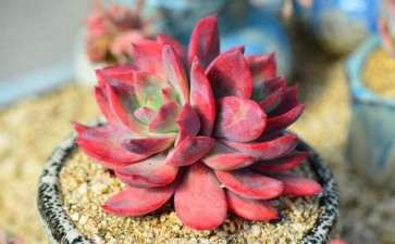 北京晚上最冷 多肉可以放在室外吗