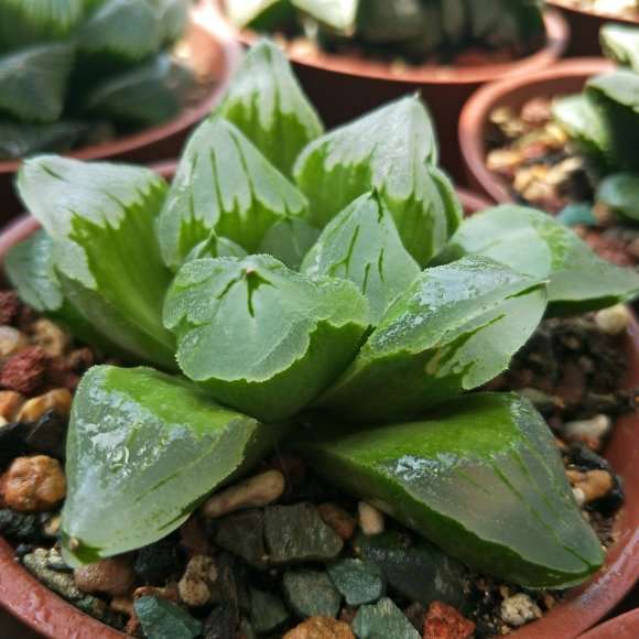 北京多肉群 已建好 欢迎花友们